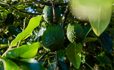 Aguacates verdes colgando de un árbol frutal en cultivo orgánico