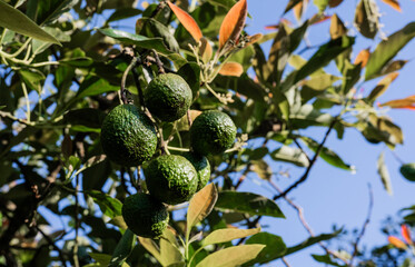 Racimo de aguacates verdes colgando de un árbol en cultivo natural