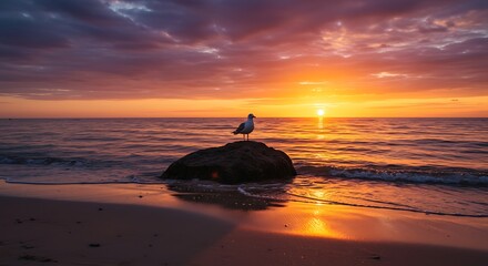 Seagull on rock sunset beach
