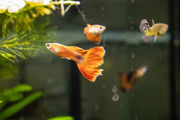 Orange Guppy Fish with Flowing Fins in Aquarium