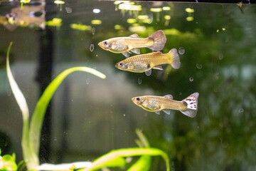 Three Guppies in Harmonious Aquarium Swim