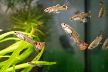 School of Guppy Fish Swimming in Freshwater Aquarium