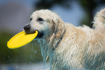 happy dog with his toy  in the pool