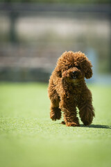 happy dog with his toy  in the pool