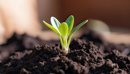 Watch a vibrant sprout emerge from the earth, bathed in golden sunlight, symbolizing new beginnings and sustainable growth in stunning detail