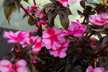 New Guinea Impatiens: Bright Pink Blooms Against Dark Foliage