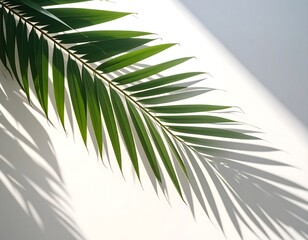 Fototapeta premium Green Palm Leaf and Shadows on a White Background