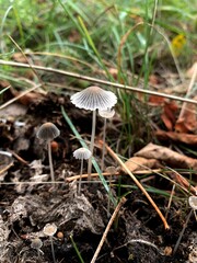 Parasola plicatilis. Close-up of delicate small mushrooms growing in forest soil among grass and leaves. Wild fungi in natural environment, macro photography.
