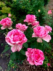 Bush of Pink Intuition roses with striped pink and white petals. Decorative garden flowers in full bloom, elegant and romantic floral background.