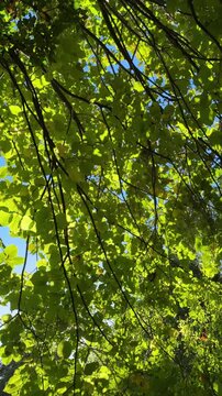 vista dal basso della chioma frondosa di un albero di tiglio con sprazzi di cielo azzurro