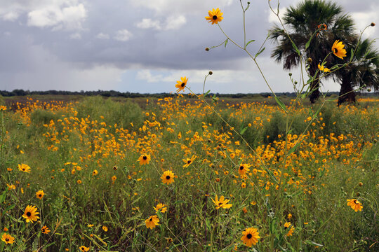 Narrowleaf Sunflower Field &mdash; Helianthus angustifolius, Six Mile Creek, Florida