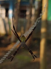 Close-up of St. Andrew's Cross Spider on Web