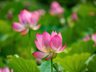 Obraz premium The Lotus Flower.Background is the lotus leaf and lotus flower and tree.