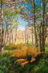 Ferns and Birch Trees along Jesup Trail in Acadia National Park Maine