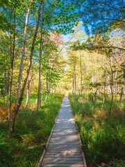 Ferns and Birch Trees along Jesup Trail in Acadia National Park Maine