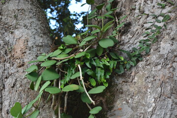 heart green tree