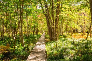 Ferns and Birch Trees along Jesup Trail in Acadia National Park Maine