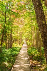 Ferns and Birch Trees along Jesup Trail in Acadia National Park Maine
