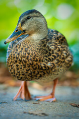 Nahaufnahme einer weiblichen Ente