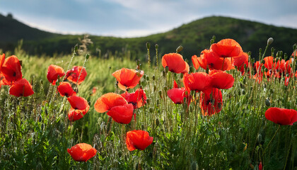 Vibrant Red Poppy Flowers Blooming In A Lush Green Field Close Up
