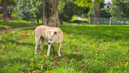 Fototapeta premium Hund im Park an der Leine 