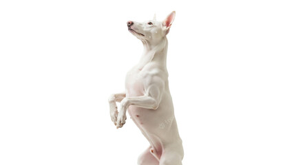 Isolated Ibizan Hound dog on hind legs looking up, curious canine breed animal mammal pet © Aline