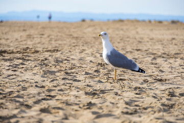 A seagull walks along a sandy beach, looking for food on a sunny day, serene beach landscape