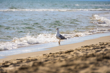 Seagull walking along sandy beach shore with ocean waves splashing, coastal bird foraging at...