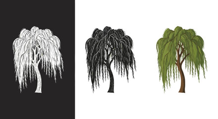 Weeping Willow Tree Vector Illustration Set in Color Silhouette and Negative Styles