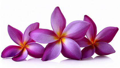 Obraz premium Frangipani Flower Purple Isolated On White Background