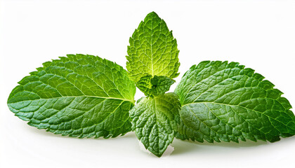 Mint Leaves Isolated On White Background