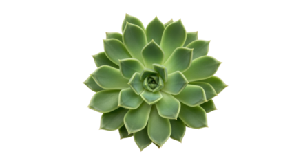 Isolated rosette succulent plant with overlapping leaves, light green and symmetrical nature