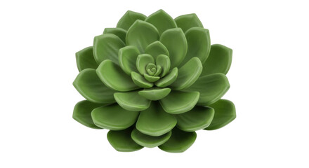Isolated Echeveria succulent rosette plant, close-up shot, botanical decorative element