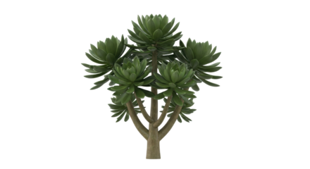 Isolated succulent plant with five green rosettes and thick stem, decorative botanical element