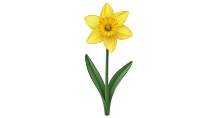 Isolated yellow daffodil flower, spring floral blossom in close-up, botanical illustration