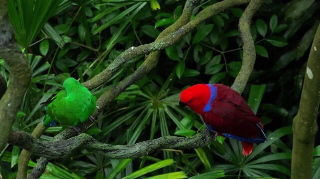 Green and red couple parrots