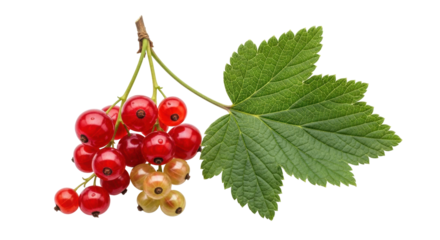 Isolated red currant branch with leaf for healthy eating or summer harvest time season