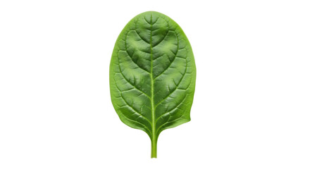 Isolated fresh green spinach leaf close-up food ingredient for culinary use, organic produce