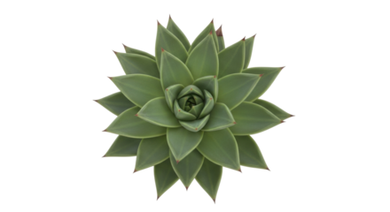 Isolated green Echeveria succulent plant rosette with red edges, ornamental evergreen cactus