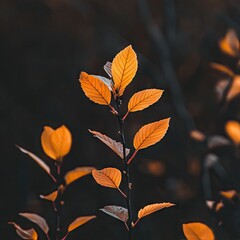 Golden leaves sprout against dark foliage