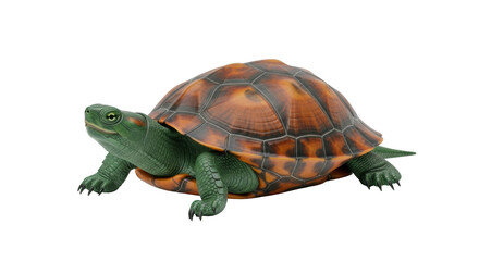 Isolated Green and Brown Turtle on Plain Backdrop, Animal, Reptile, Wildlife, Exotic Nature