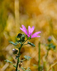 wild flowers in the forest