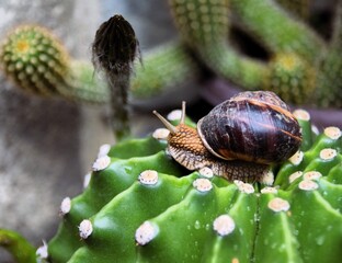 snail on a leaf