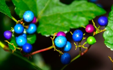 Ornamental plant porcelain flower