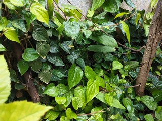 green leaves in the garden