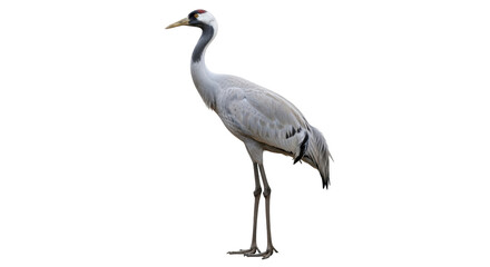 Isolated Demoiselle Crane standing tall, elegant bird in full, side view, wildlife picture