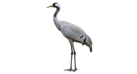 Isolated Demoiselle Crane standing tall, elegant bird in full, side view, wildlife picture