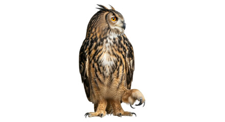 Isolated Eurasian eagle owl, standing upright and alert, with sharp talons and keen gaze