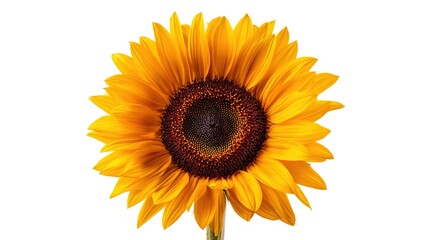 Bright Sunflower Close - up - Natural & Positive Decoration Material