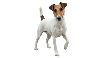 Isolated Jack Russell Terrier dog walking towards camera, full length portrait in studio © Johanna